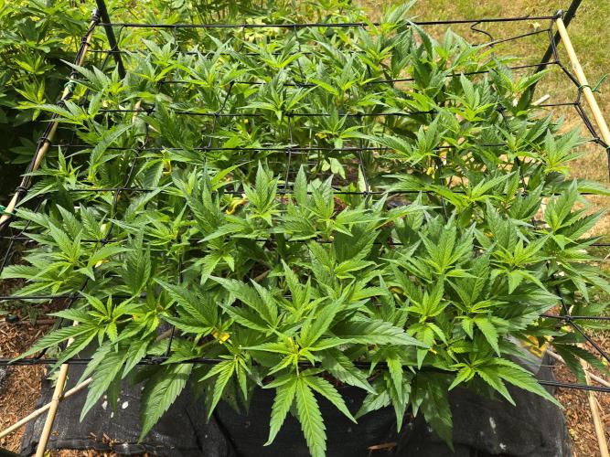 Gorilla Gas F1 Fast - Hügelkultur. Week 13