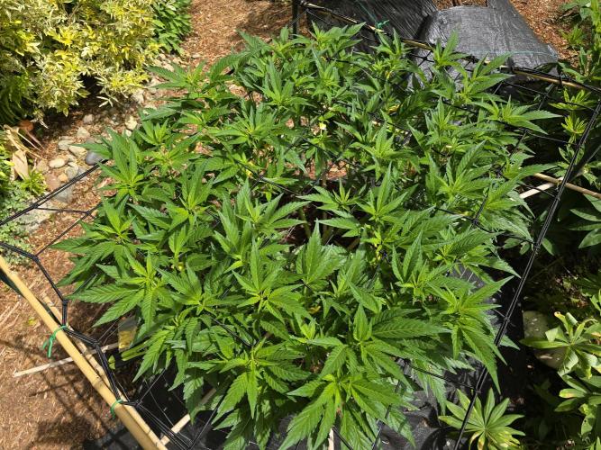 Gorilla Gas F1 Fast - Hügelkultur. Week 13