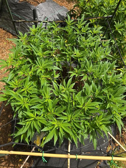 Gorilla Gas F1 Fast - Hügelkultur. Week 13