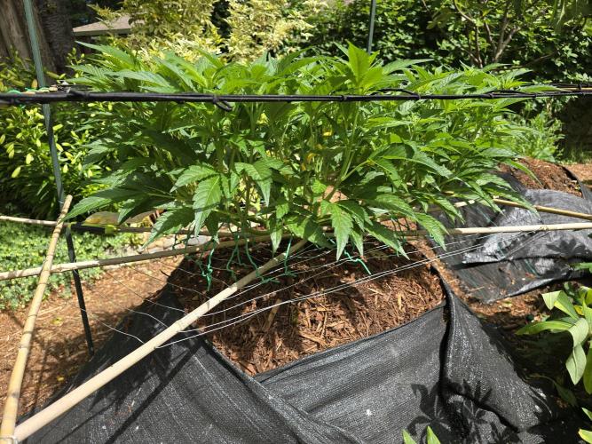 Gorilla Gas F1 Fast - Hügelkultur. Week 13