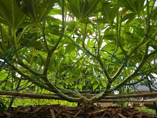 Gorilla Gas F1 Fast - Hügelkultur. Week 13