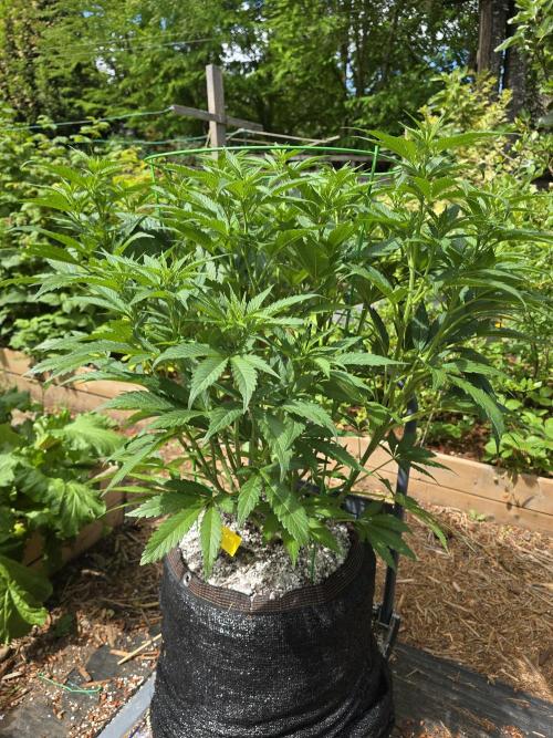 Gorilla Gas F1 Fast - Hügelkultur. Week 13