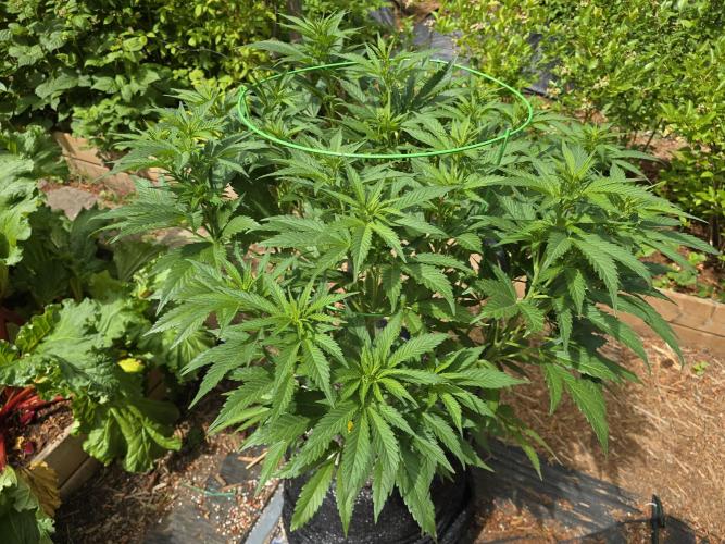 Gorilla Gas F1 Fast - Hügelkultur. Week 13