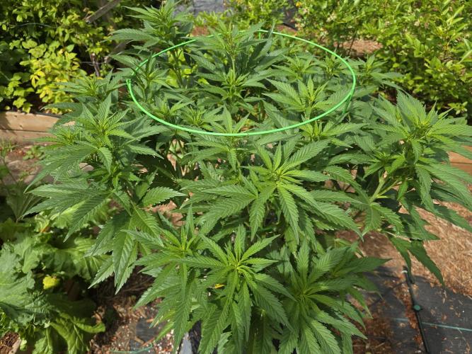 Gorilla Gas F1 Fast - Hügelkultur. Week 13
