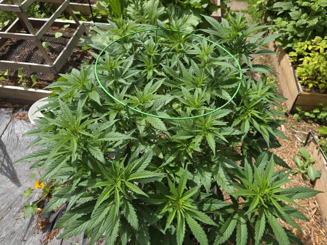 Gorilla Gas F1 Fast - Hügelkultur. Week 13