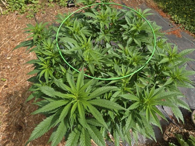 Gorilla Gas F1 Fast - Hügelkultur. Week 13