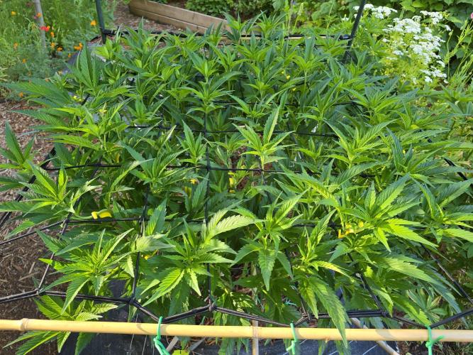 Gorilla Gas F1 Fast - Hügelkultur. Week 14