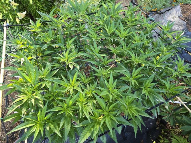 Gorilla Gas F1 Fast - Hügelkultur. Week 14