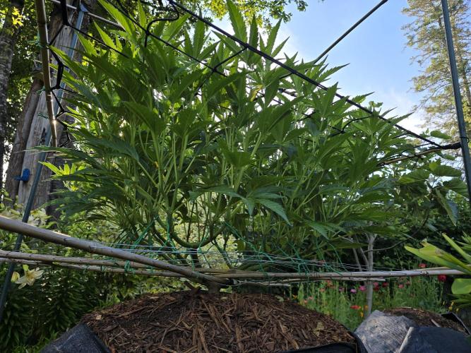 Gorilla Gas F1 Fast - Hügelkultur. Week 14