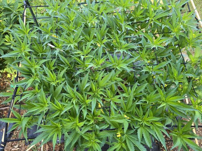 Gorilla Gas F1 Fast - Hügelkultur. Week 14