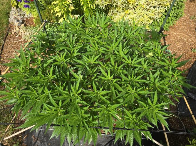 Gorilla Gas F1 Fast - Hügelkultur. Week 14