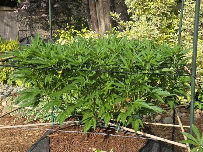 Gorilla Gas F1 Fast - Hügelkultur. Week 14