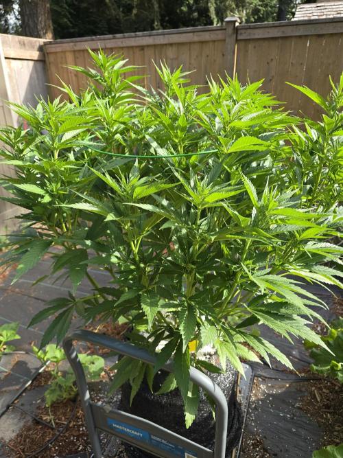 Gorilla Gas F1 Fast - Hügelkultur. Week 14