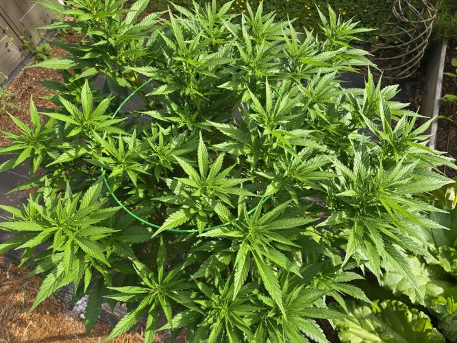 Gorilla Gas F1 Fast - Hügelkultur. Week 14