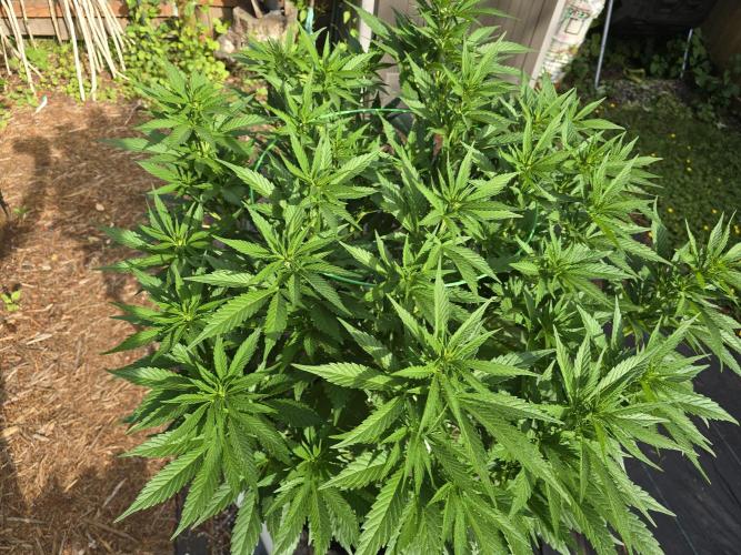Gorilla Gas F1 Fast - Hügelkultur. Week 14
