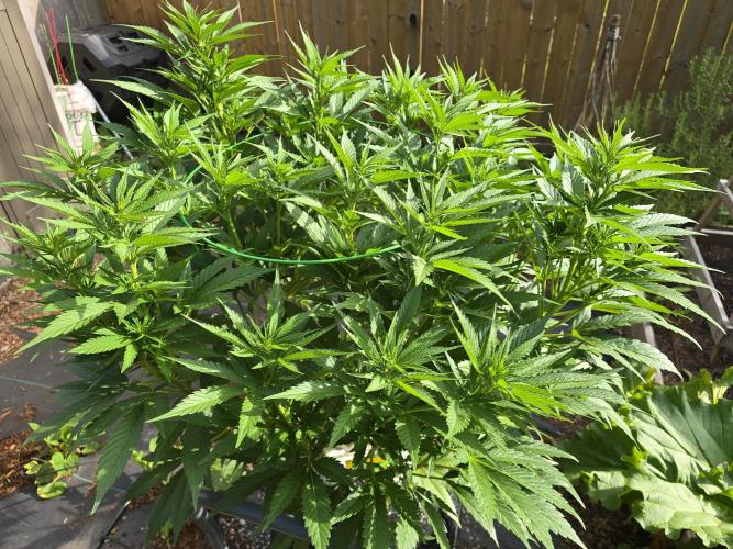 Gorilla Gas F1 Fast - Hügelkultur. Week 14
