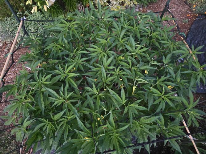 Gorilla Gas F1 Fast - Hügelkultur. Week 14