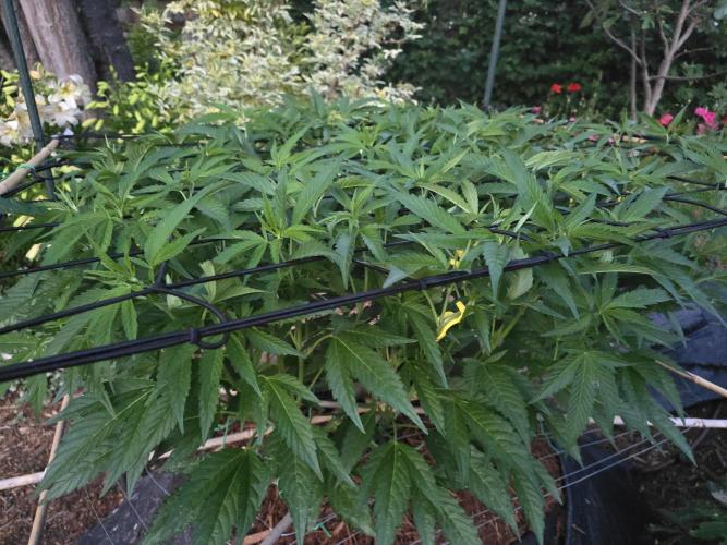 Gorilla Gas F1 Fast - Hügelkultur. Week 14
