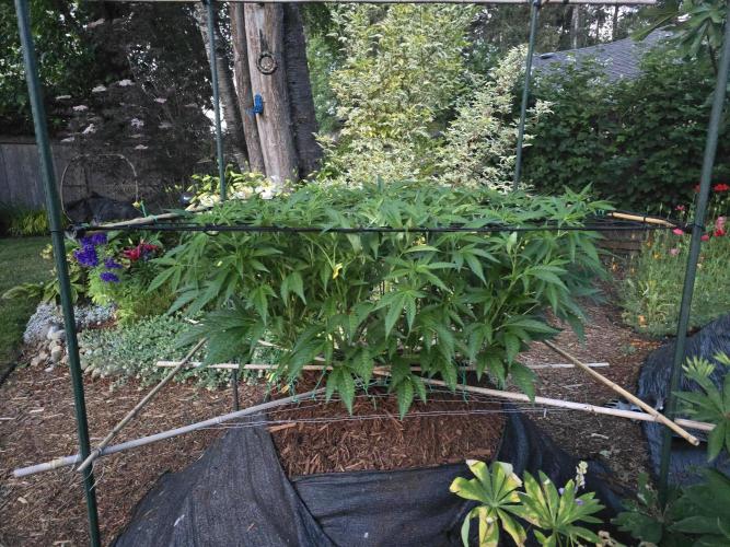Gorilla Gas F1 Fast - Hügelkultur. Week 14
