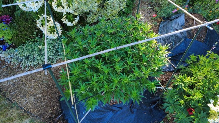 Gorilla Gas F1 Fast - Hügelkultur. Week 15