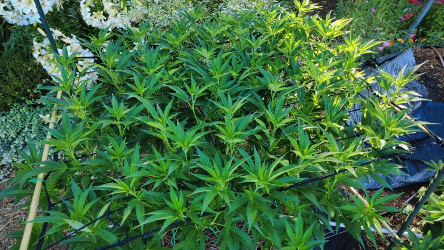 Gorilla Gas F1 Fast - Hügelkultur. Week 15