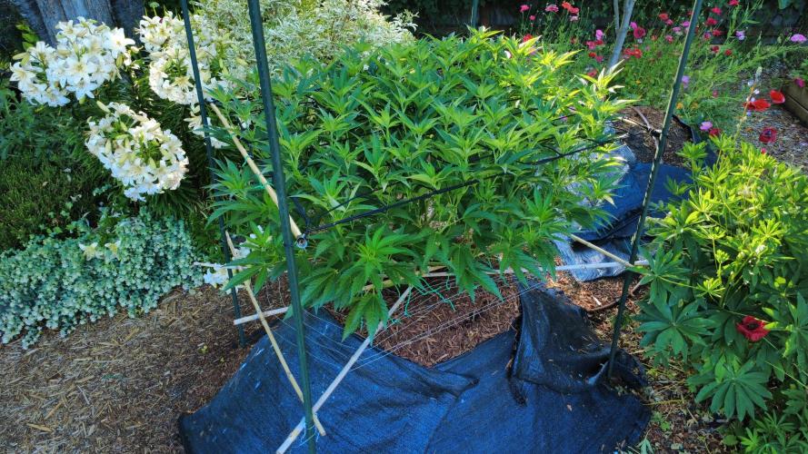 Gorilla Gas F1 Fast - Hügelkultur. Week 15