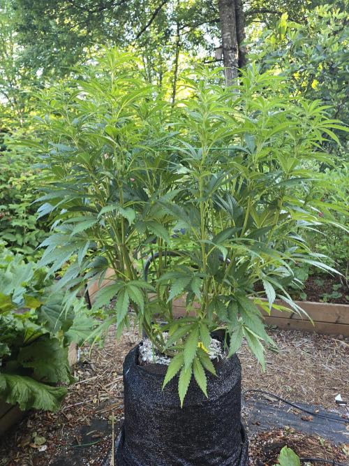 Gorilla Gas F1 Fast - Hügelkultur. Week 15