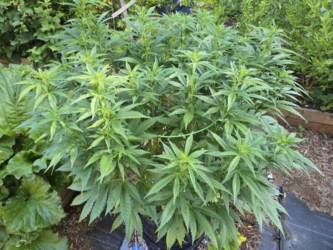 Gorilla Gas F1 Fast - Hügelkultur. Week 15