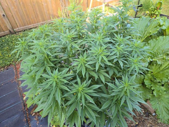 Gorilla Gas F1 Fast - Hügelkultur. Week 15