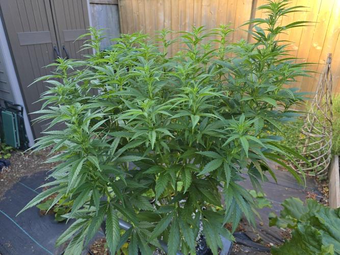 Gorilla Gas F1 Fast - Hügelkultur. Week 15