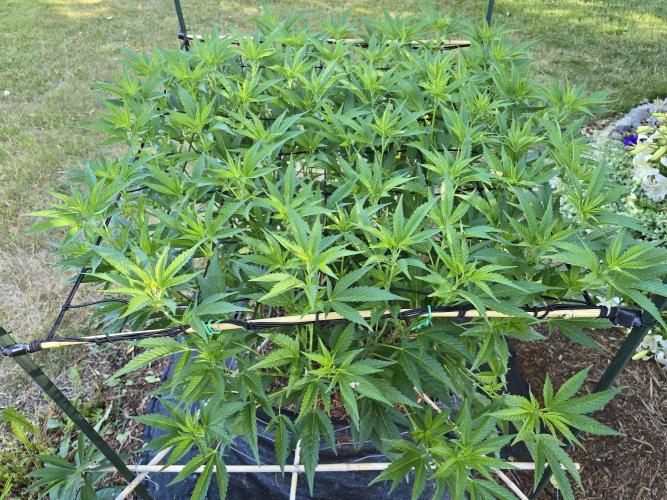 Gorilla Gas F1 Fast - Hügelkultur. Week 15