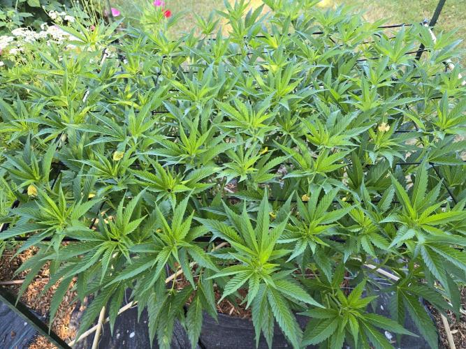 Gorilla Gas F1 Fast - Hügelkultur. Week 15