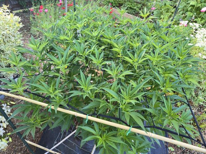 Gorilla Gas F1 Fast - Hügelkultur. Week 15