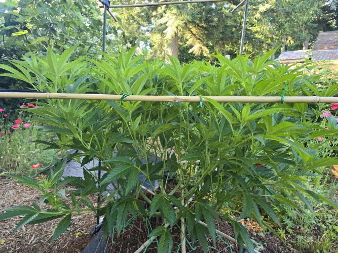 Gorilla Gas F1 Fast - Hügelkultur. Week 15