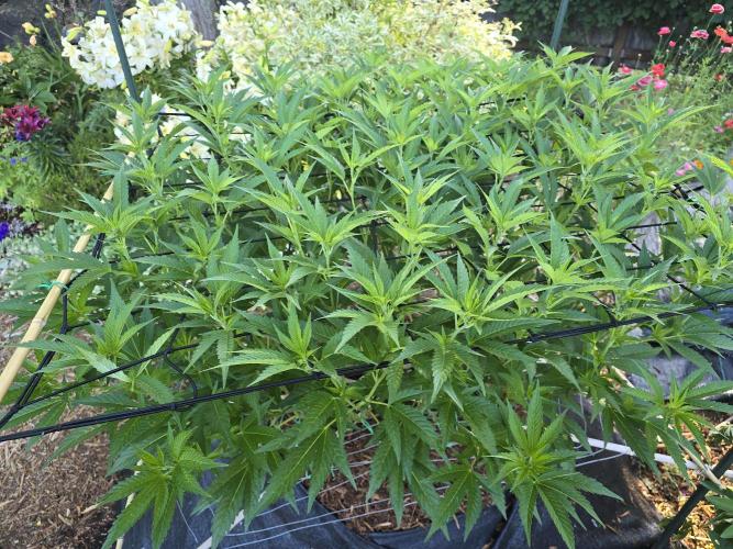 Gorilla Gas F1 Fast - Hügelkultur. Week 15