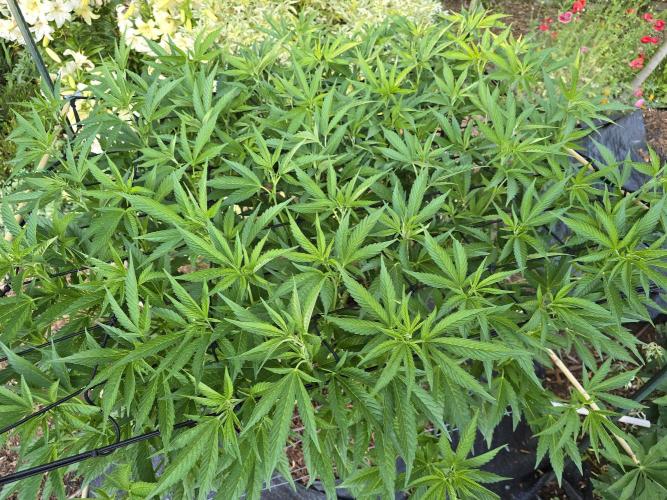Gorilla Gas F1 Fast - Hügelkultur. Week 15