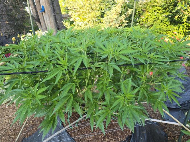 Gorilla Gas F1 Fast - Hügelkultur. Week 15