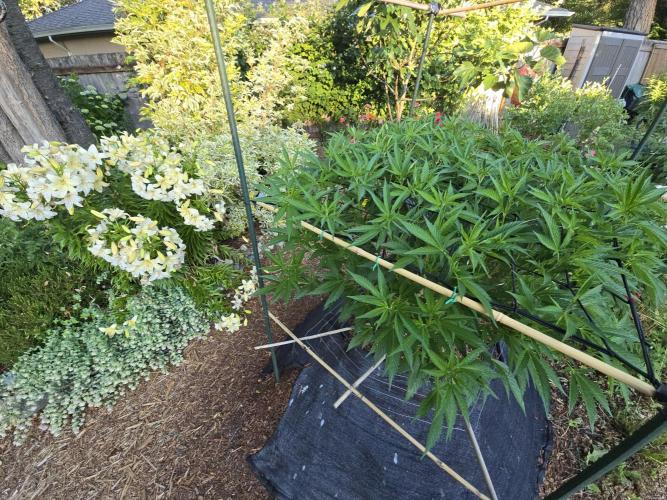 Gorilla Gas F1 Fast - Hügelkultur. Week 15