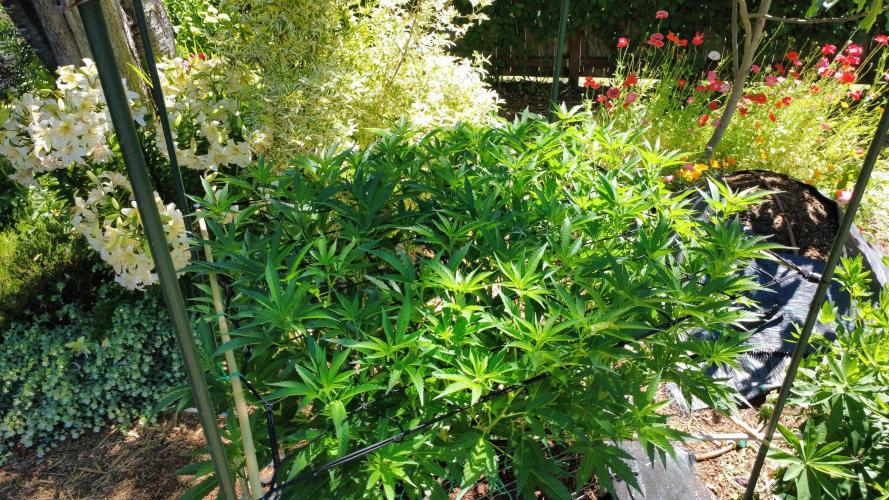 Gorilla Gas F1 Fast - Hügelkultur. Week 15