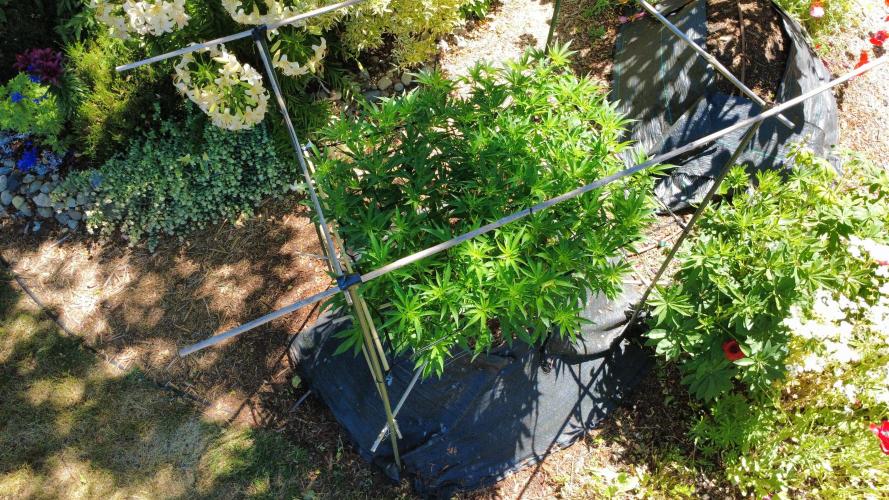 Gorilla Gas F1 Fast - Hügelkultur. Week 15