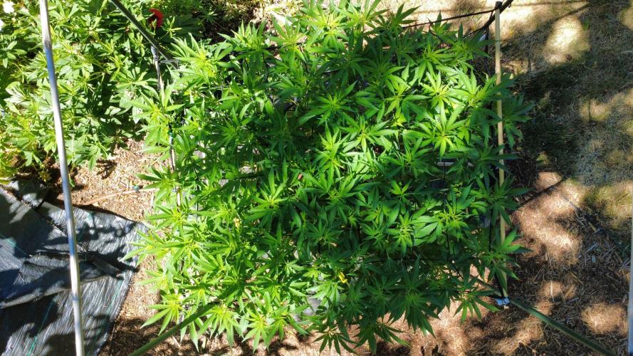 Gorilla Gas F1 Fast - Hügelkultur. Week 15