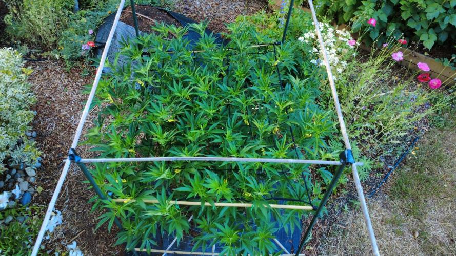 Gorilla Gas F1 Fast - Hügelkultur. Week 16