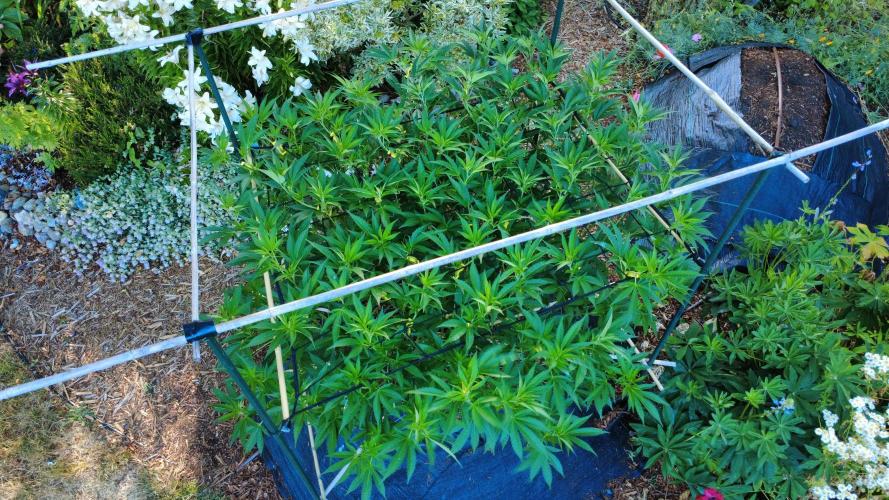 Gorilla Gas F1 Fast - Hügelkultur. Week 16