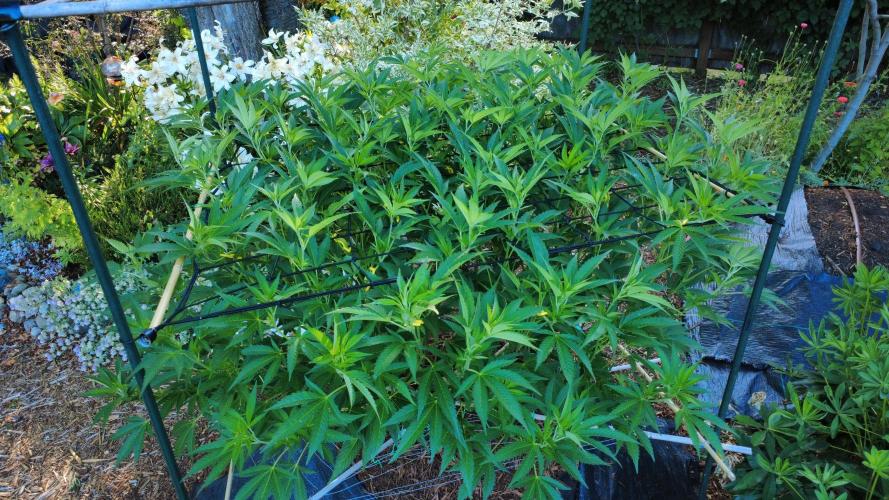 Gorilla Gas F1 Fast - Hügelkultur. Week 16