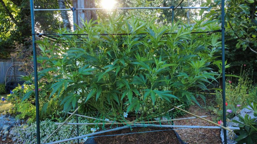 Gorilla Gas F1 Fast - Hügelkultur. Week 16