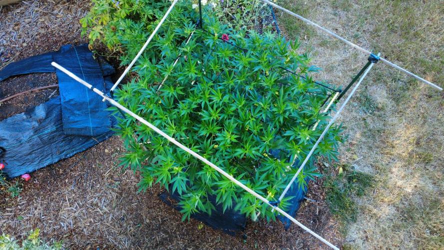 Gorilla Gas F1 Fast - Hügelkultur. Week 16