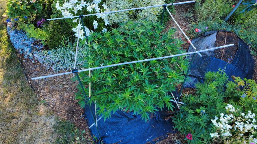 Gorilla Gas F1 Fast - Hügelkultur. Week 16