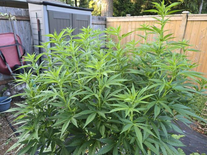 Gorilla Gas F1 Fast - Hügelkultur. Week 16