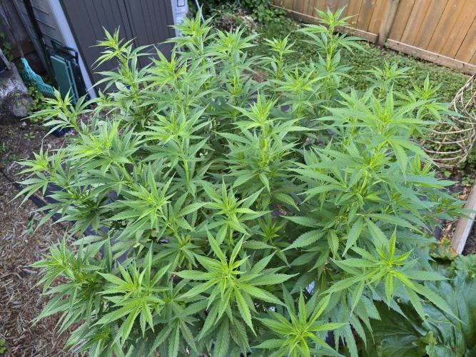 Gorilla Gas F1 Fast - Hügelkultur. Week 16