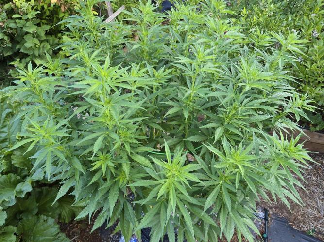Gorilla Gas F1 Fast - Hügelkultur. Week 16
